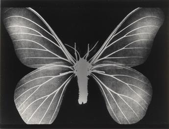 (X-RAYS) A series of 7 x-rays featuring studies of small animals and shells.
